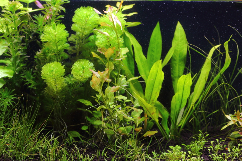 植栽から13日目